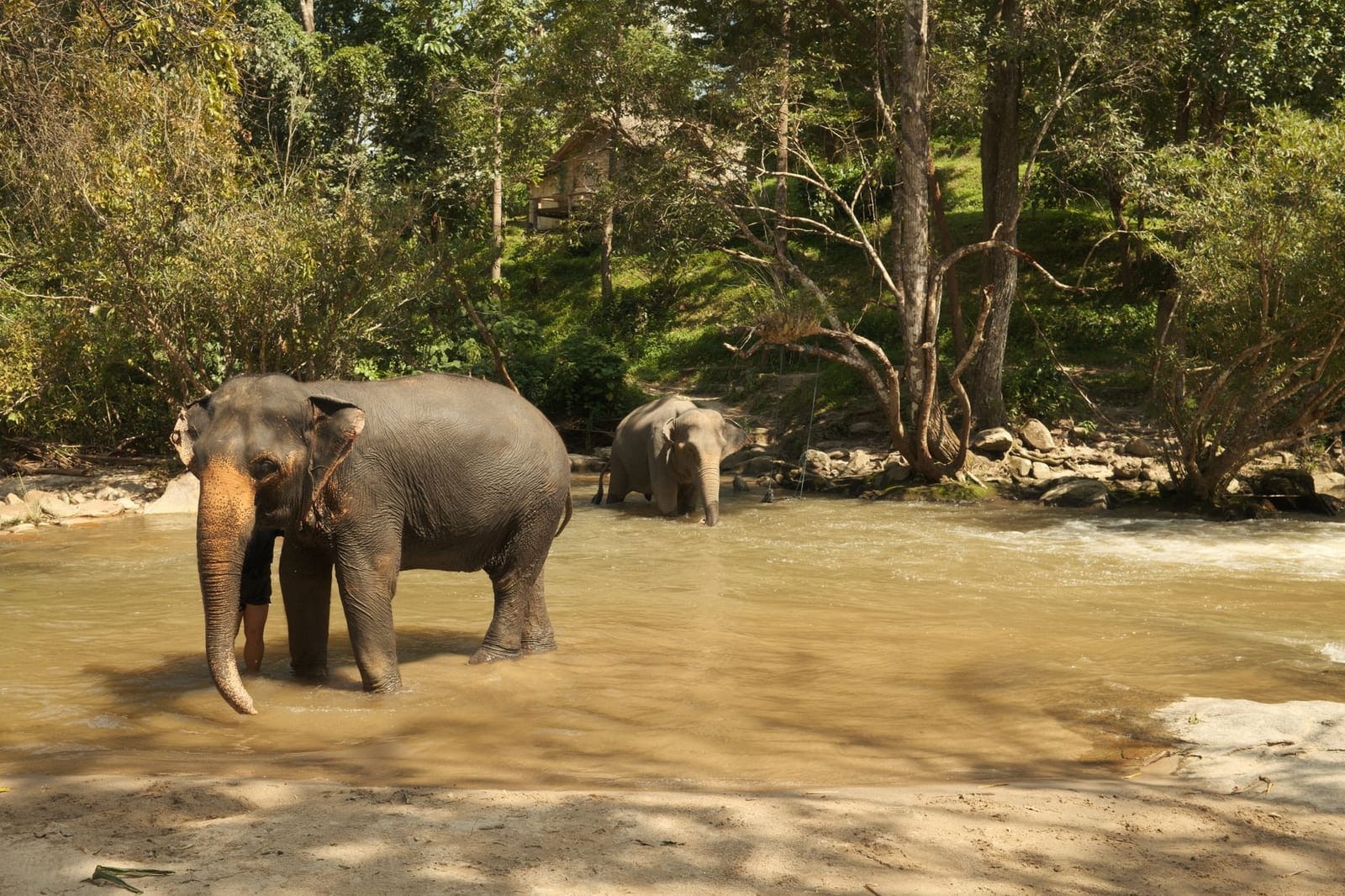 Two Asian elephants bathing in a forest river