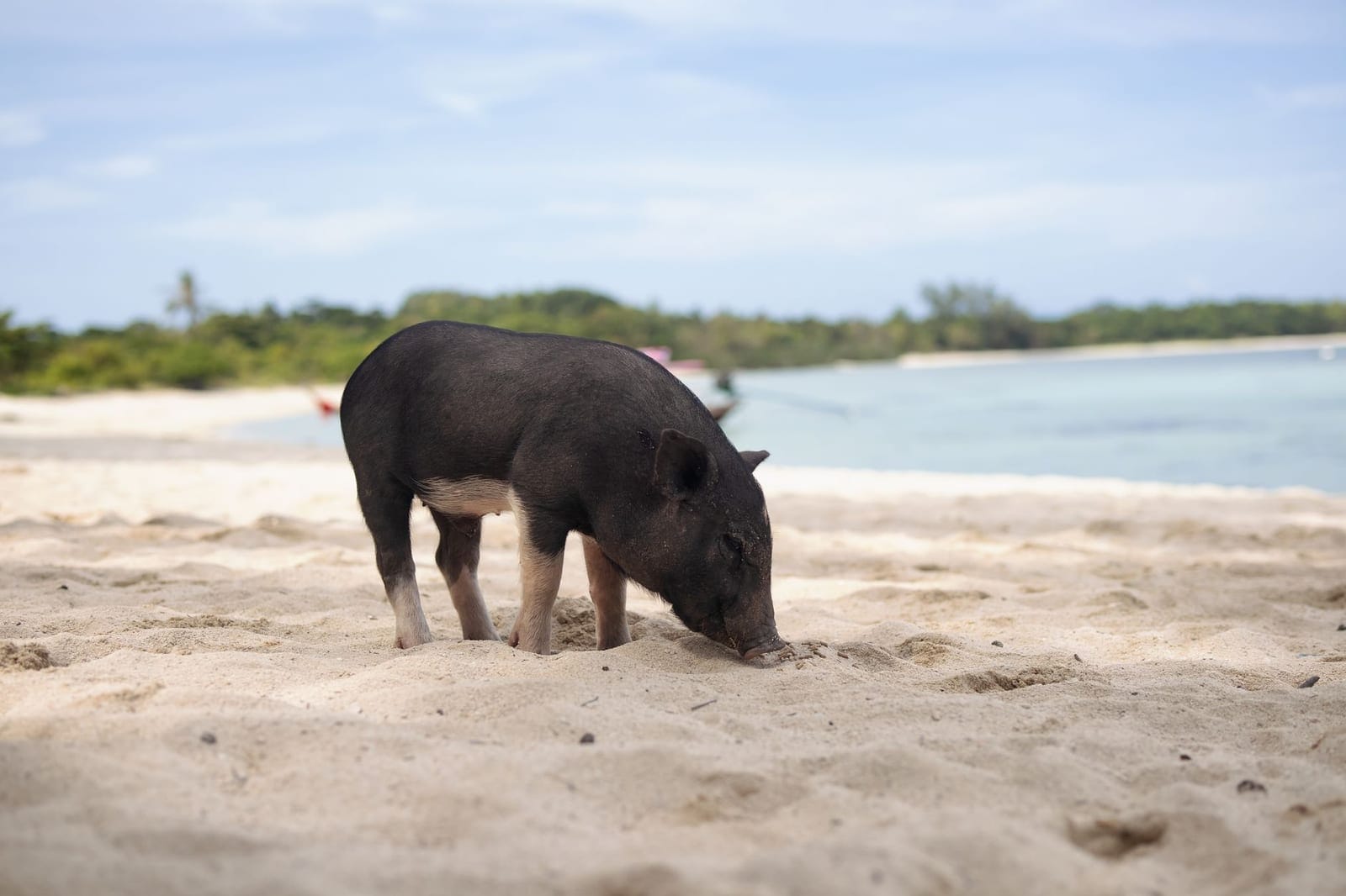 Pig walking on a sandy beach by clear blue water
