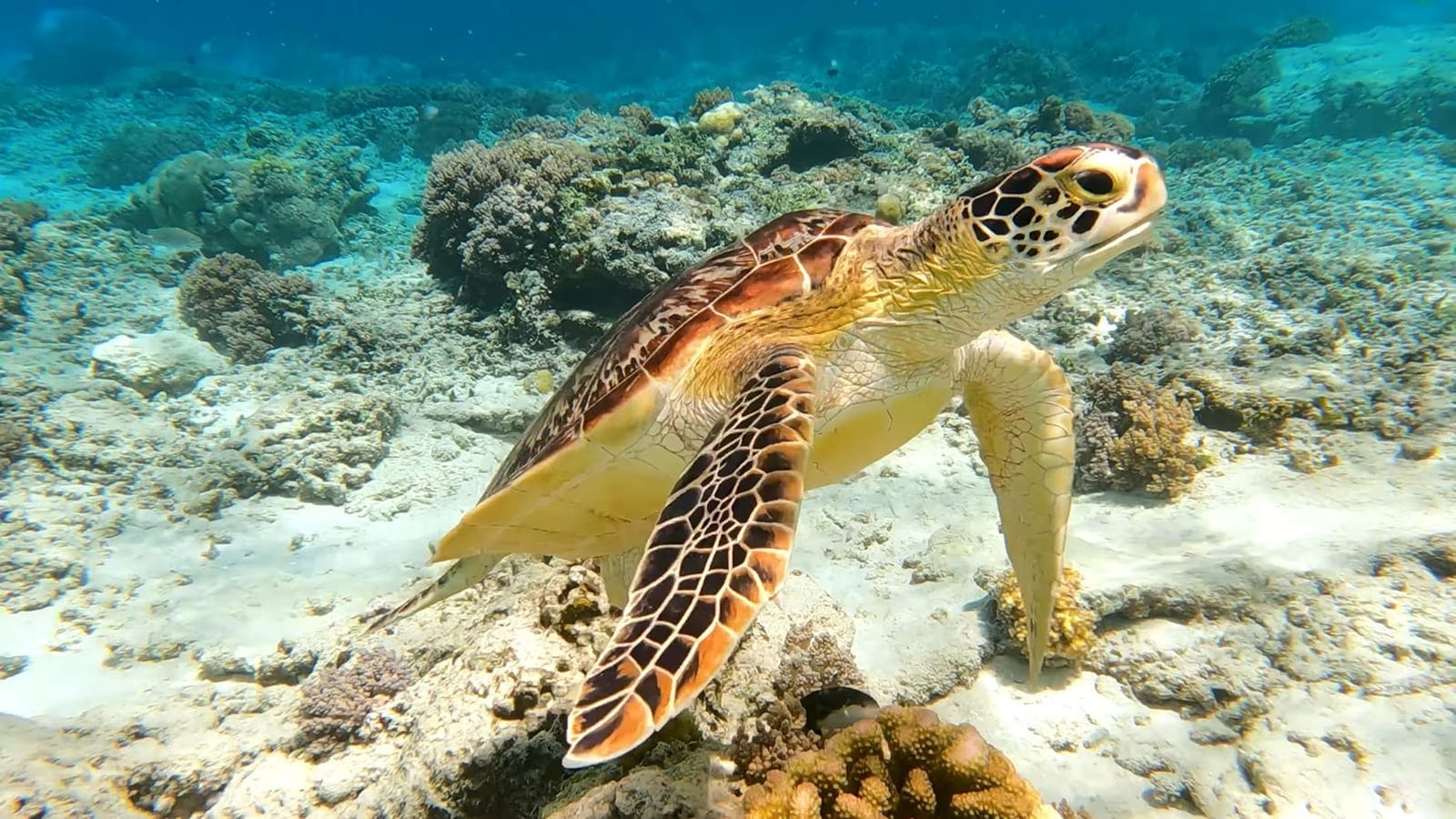 Green sea turtle swimming over a reef